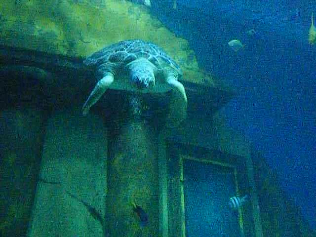 Schildkröte im Sealife, München.ogg