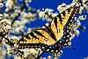 Eastern tiger swallowtail3.jpg