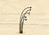 Ehret-Methodus Plantarum Sexualis-O.jpg