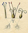 Ehret-Methodus Plantarum Sexualis-Y.jpg