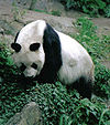 Gro er Panda Bao Bao Berlin W 07.jpg