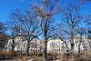GuentherZ Naturdenkmal 569 2010-02-27 0152 Wien01 Stadtpark Ginkgo.jpg