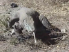 Komodo dragon swallowing hunting.png