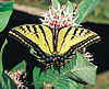 Papilio multicaudata.jpg