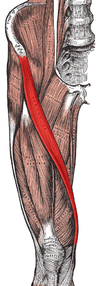 Sartorius muscle.png