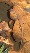 Streifenschwanzwaran (Varanus caudolineatus).jpg