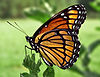 Viceroy Butterfly.jpg