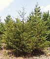 Juniperus virginiana1.jpg