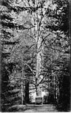 Kronprinzenbuche Spandauer Forst 1910.jpg