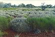 Triodia hummock grassland.jpg