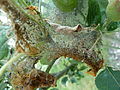 Apfel-Gespinstmotte (Yponomeuta malinellus) - Gespinst.jpg