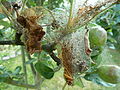 Apfel-Gespinstmotte (Yponomeuta malinellus) - Gespinst (1).jpg