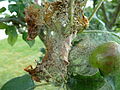Apfel-Gespinstmotte (Yponomeuta malinellus) - Gespinst (2).jpg