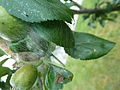 Apfel-Gespinstmotte (Yponomeuta malinellus) - Gespinst (3).jpg