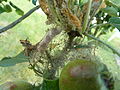 Apfel-Gespinstmotte (Yponomeuta malinellus) - Gespinst (4).jpg