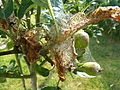 Apfel-Gespinstmotte (Yponomeuta malinellus) - Gespinst (5).jpg