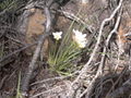 Babiana sp. (Bobbejankie), Iridaceae.JPG