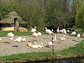 Flamingos Landau.JPG