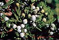 Juniperus virginiana berries.jpg