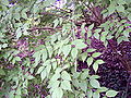 Kolkwitzia amabilis 001.jpg