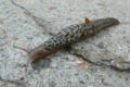 Leopard Slug Somerville MA.jpeg