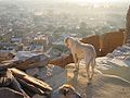 Overlooking Jaisalmer city 2512.JPG