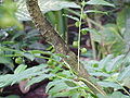 Phyllanthus juglandifolius2.jpg