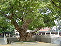 Tree in Qinghui Garden.jpg