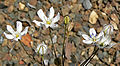 Triteleia lilacina 1.jpg