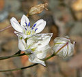 Triteleia lilacina 3.jpg