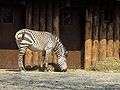 Zebra landau.JPG