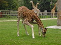 Zoo de Vincennes - Girafe (8).jpg