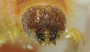 Trichodes apiarius larva mouthparts.jpg