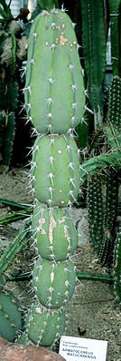 Armatocereus matucanensis Prg.jpg