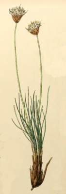 Borya scirpoidea