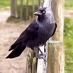 Corvus monedula -Netherlands-8-2c.jpg