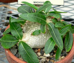 Pachypodium brevicaule