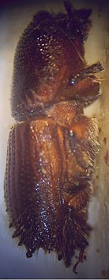 Zwölfzähniger Kiefernborkenkäfer (Ips sexdentatus), 20fach vergrößert.