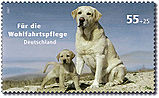 DPAG 2007 2632 Labrador Hunde.jpg