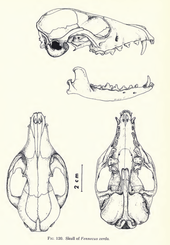 Zeichnung eines Fennekschädels in Auf-, Unter- und Seitensicht