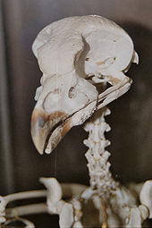 Skelettkopf eines Uhus