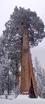 Riesenmammutbaum (Sequoiadendron giganteum), "General Grant Tree"