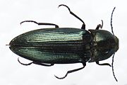 Ctenicera pectinicornis female bl.JPG