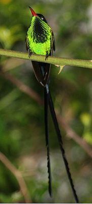 Wimpelschwanz (Trochilus polytmus)