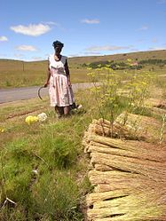 Xhosa-Frau bei der Schnitterarbeit