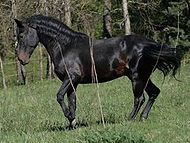 Kabardin Horse.jpg