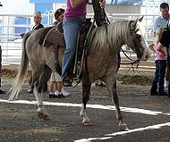 Quarter Horse Pony.jpg