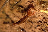 Dytiscus.marginalis.larva.jpg