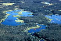 Wetlands and Spruce Forest Koyukuk NWR.jpg
