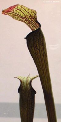 Braunrote Schlauchpflanze (Sarracenia rubra)